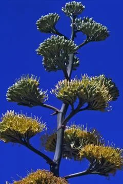 Desert agave Stock Photos