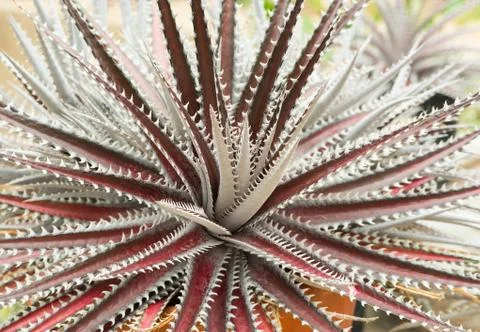 Desert agave Stock Photos