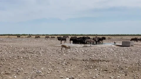 Desert animals drink water from a spring in the Namibian National Park, Etosha Stock Footage 198672518