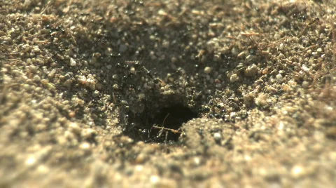Desert Ants Stock Footage 540228