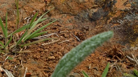 Desert ants macro Painted Hills Oregon 6 Stock-Footage 81640486