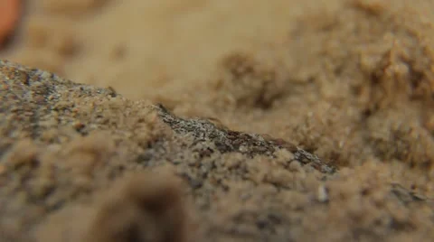 Desert Ants Quickly Run On The Sand Video stock 50405827