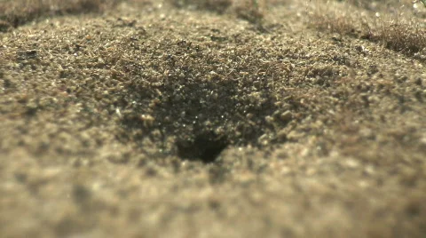 Desert Ants rackfocus Stock Footage 540158