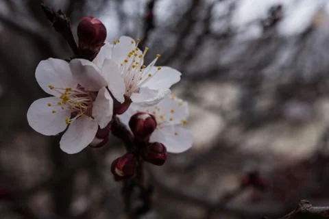 Desert Apricot tree flower macro. Stock Photos