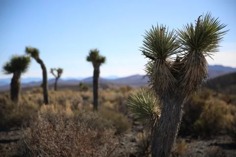 In the desert of Area 51 Stock Photos