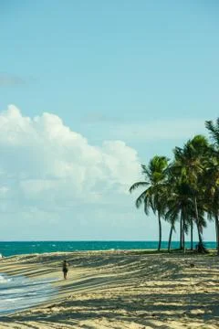 Desert beach with coconut trees Stock Photos