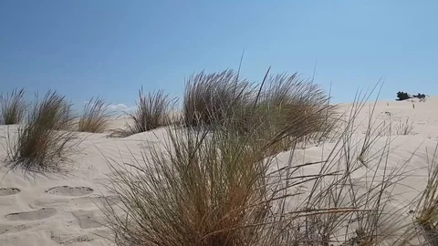 Desert Beach Panoramic WILD Stock Footage 128307170