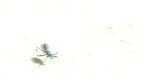 Desert Beetle Stock Footage 10884651