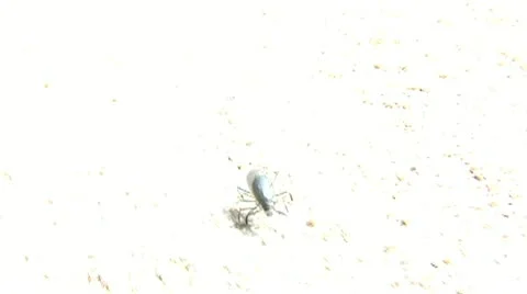 Desert Beetle Stock Footage 10884653