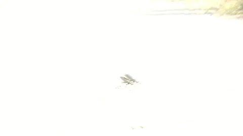 Desert Beetle Stock Footage 10884672