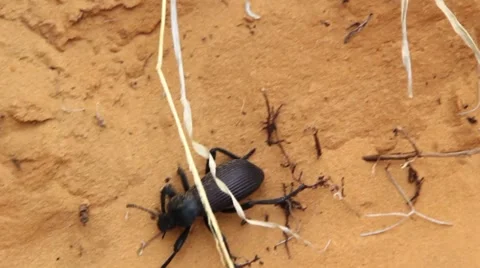 Desert Beetle moving through sand Stock Footage 5877130
