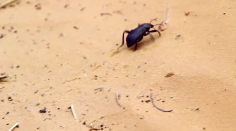 Desert Beetle in sand Stock Footage 5877748