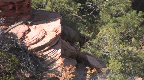 A desert bighorn sheep hops down a steep canyon wall 스톡 동영상 55734522