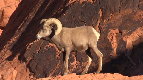 Desert Bighorn Sheep Ram Stock Footage 59140427