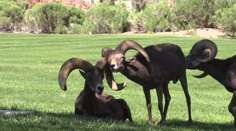 Desert Bighorn Sheep Rams Vídeos de archivo 41528930