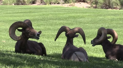 Desert Bighorn Sheep Rams Stock-Footage 41529614