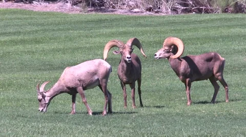 Desert Bighorn Sheep Rams Vídeos de archivo 41531665
