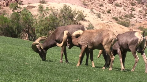 Desert Bighorn Sheep Rams Vídeos de archivo 41532690