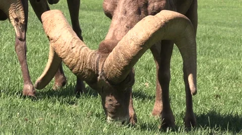 Desert Bighorn Sheep Rams Stock-Footage 41532794