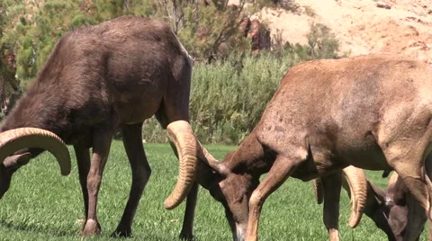 Desert Bighorn Sheep Rams Vídeos de archivo 41532801