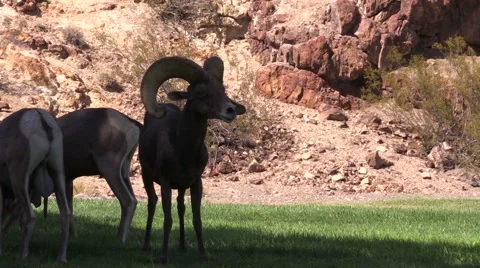 Desert Bighorn Sheep Rams 库存影片 53364273