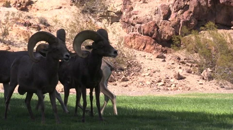 Desert Bighorn Sheep Rams Stock-Footage 53364421