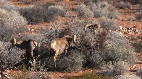 Desert Bighorn Sheep Rams Vídeos de archivo 59063983