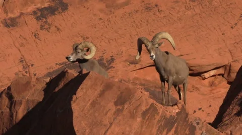 Desert Bighorn Sheep Rams Vídeos de archivo 59140567