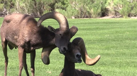Desert Bighorn Sheep Rams Interacting Vídeos de archivo 41529059