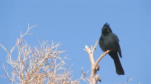 Desert Bird 1 Stock Footage 10608632