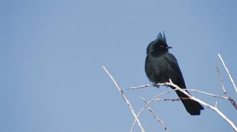 Desert Bird 2 Stock Footage 10607511
