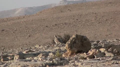 Desert Bird Stock Footage 22100440