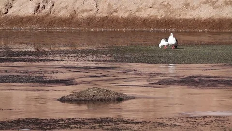 Desert bird Stock Footage 77045658