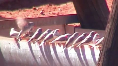 Desert Birds 스톡 동영상 246280273