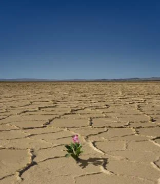 Desert bloom Fotos Stock