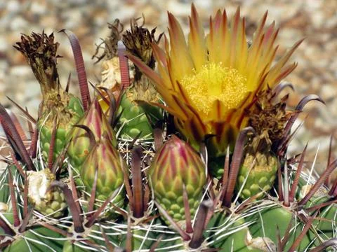 Desert Bloom Foto stock