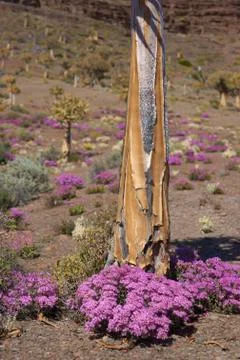 Desert in bloom Stock Photos