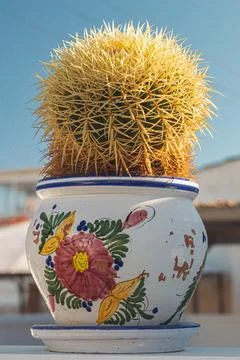 Desert Bloom Stock Photos