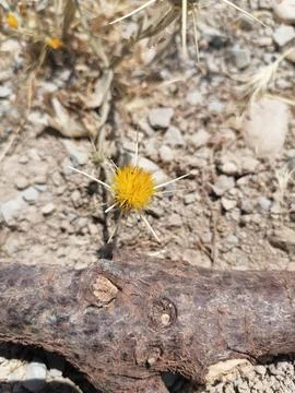 Desert Bloom Stock-Fotos