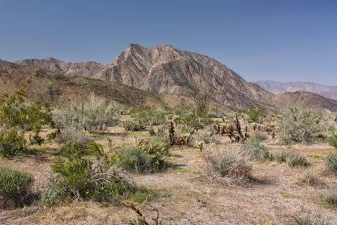 Desert blooms in spring Stock Photos