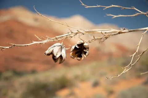 Desert blossoms on a small brach Stock Photos