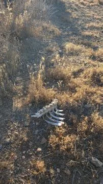 Desert Bones 1 Stock Photos