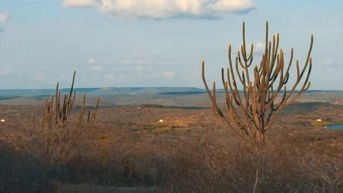 Desert in Brazil with cactus Stock Footage 86320201