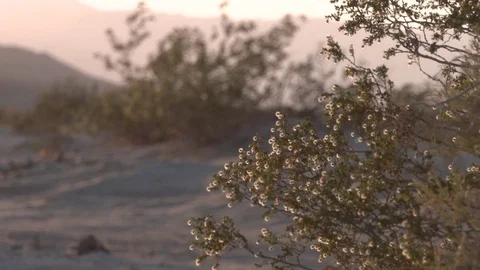 Desert brush blowing in the wind in slow motion Stock Footage 77171401