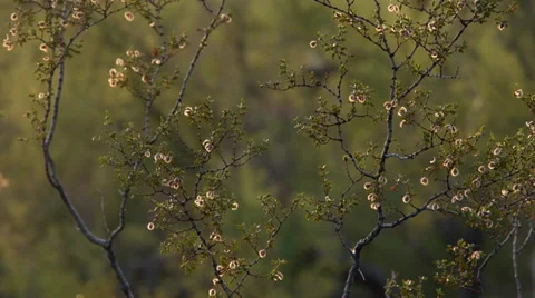 Desert Brush Close Up Stock Footage 30569483