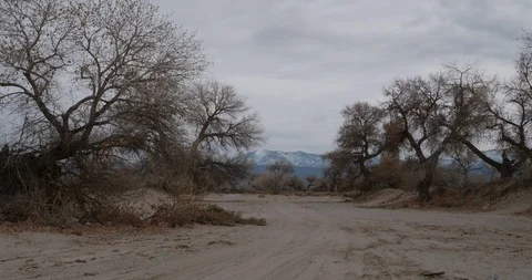 Desert Brush Stock Footage 87482622