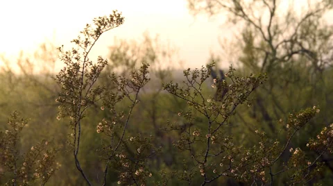 Desert Brush Medium Stock Footage 30569052