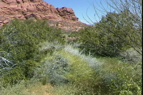 Desert Brush-pans Видео 817259