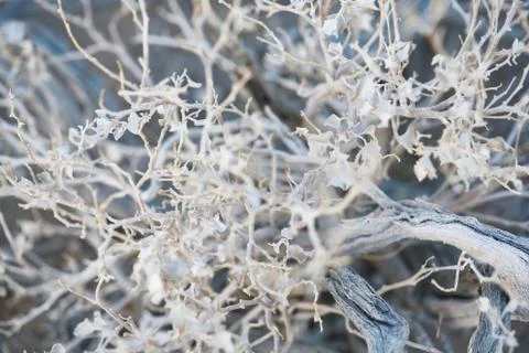 Desert Brush Stock Photos