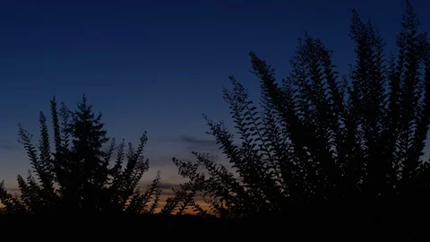 Desert Brush at Sunset with Pan Vídeo Stock 127746794